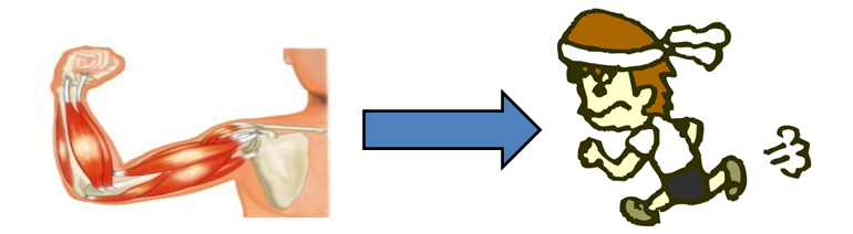 朝食を食べなかったら｡｡｡｜日之出整骨院（ひのでせいこついん）｜スポーツ外傷・障害専門｜福井市日之出3丁目にある整骨院